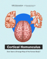 Cortical Homunculus.pdf